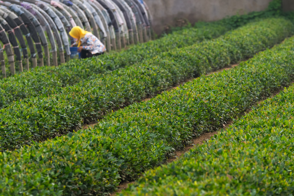 半岛调查,半岛调查指的是什么
