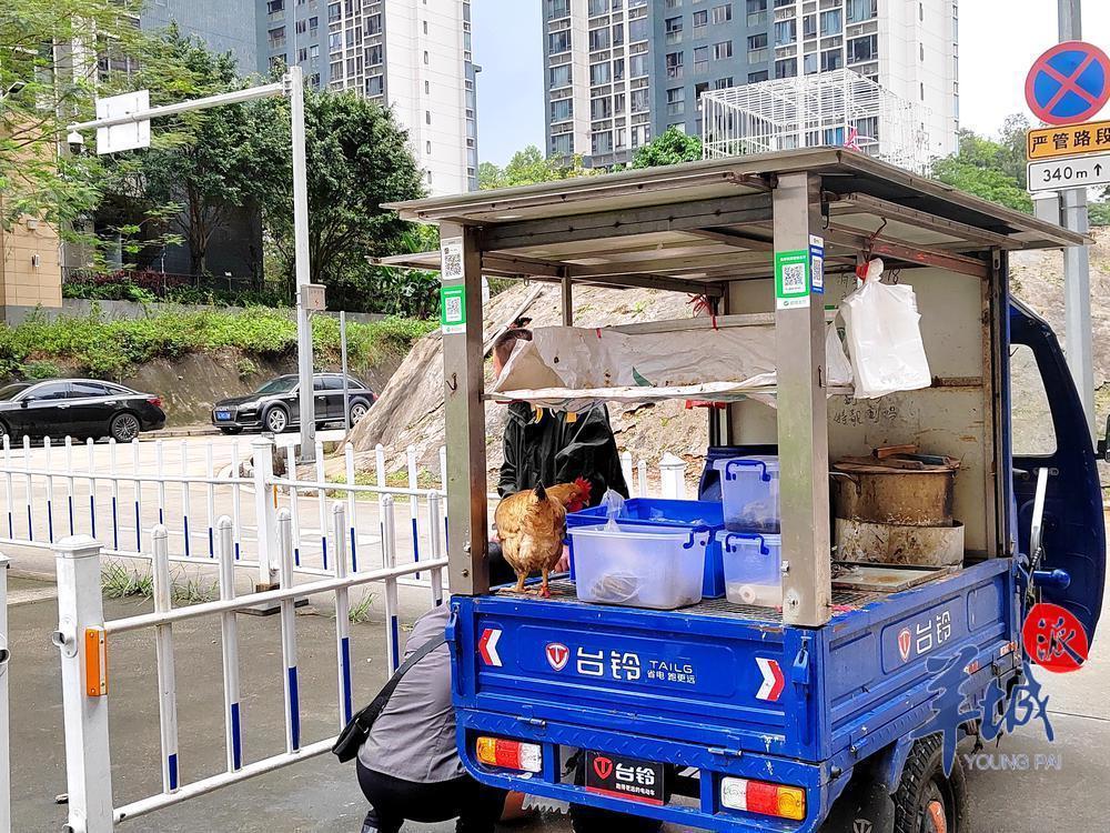 毛鸡最近消息,肉鸡毛鸡市场最新信息