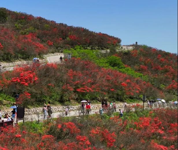 阳明山杜鹃花海永州,2024年阳明山杜鹃观赏时间