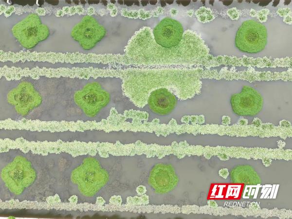 像极了莫奈笔下的睡莲,大通湖发现罕见双色睡莲