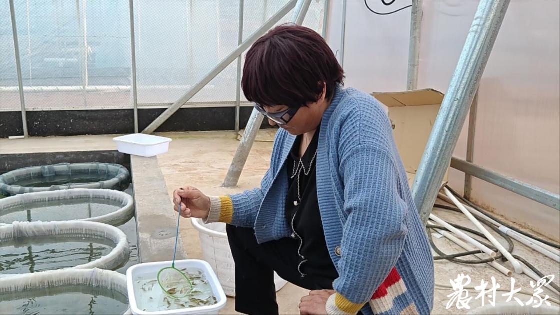 兰寿金鱼一年生几窝,一条兰寿金鱼长大全过程