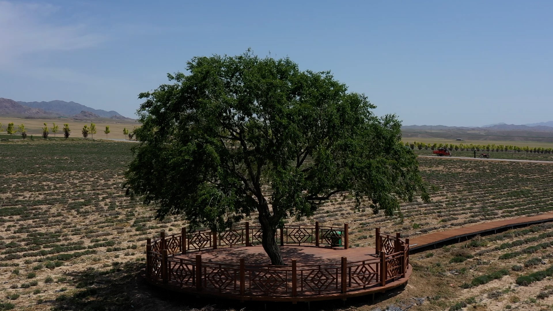 追着花儿看*疆新**｜那些花儿