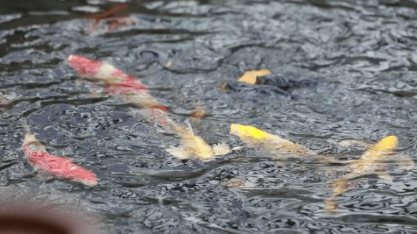 甘肃成县:书写“三大区块”跃升篇章擘画“景城融合”成州印象