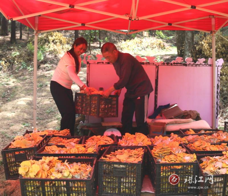 “借绿”生金“钱景”可观——罗平县花红村榆黄菇破土而出惹人爱