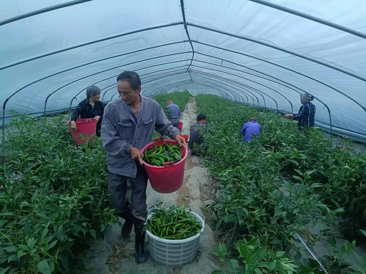 蹚出乡村振兴特色路,蹚出乡村振兴新路子