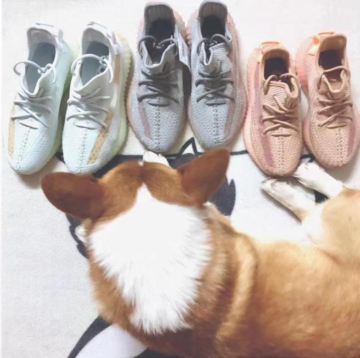 椰子鞋回归,椰子鞋二手价格