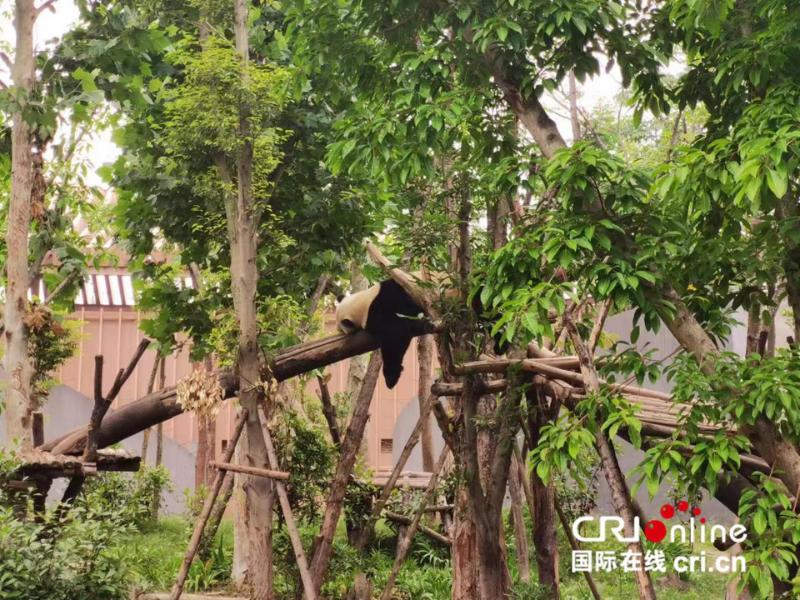 四川哪些景点最值得去旅游,到四川旅游看什么景点