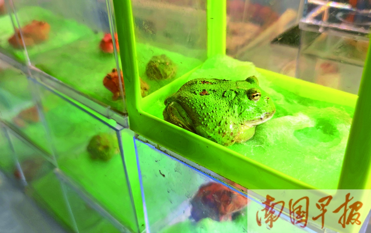 角蛙用爬宠箱养,新手养什么宠物角蛙