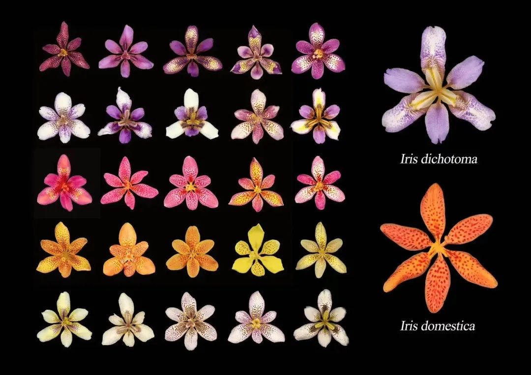 不同品种的鸢尾花怎么区分,鸢尾花品种及图片大全欣赏
