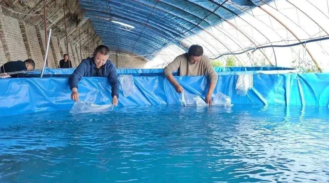 牛湖小龙虾,牛棚小龙虾