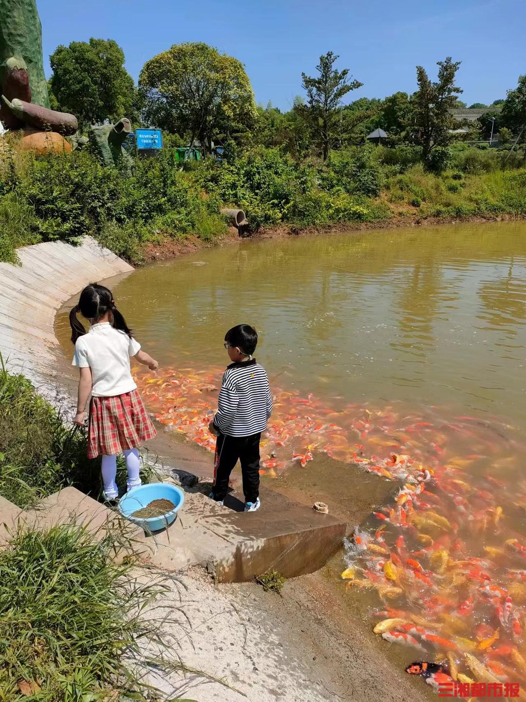 养殖锦鲤赚钱吗视频,养殖锦鲤致富