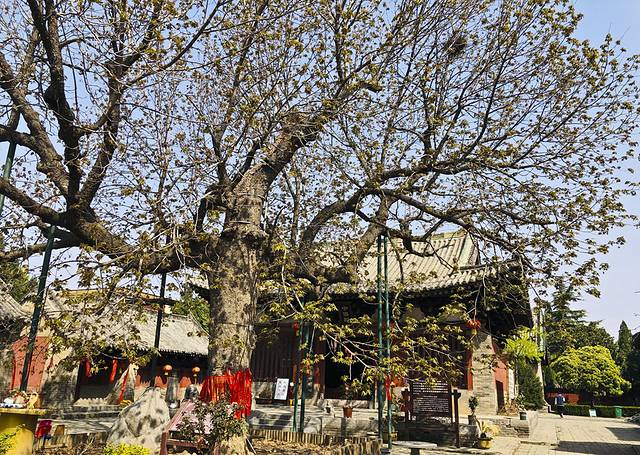 焦作比较出名的寺庙,河南焦作最有名寺庙