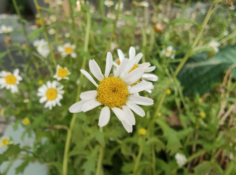 motorazr40ultra折叠屏测试,motorazr40ultra双卡测评