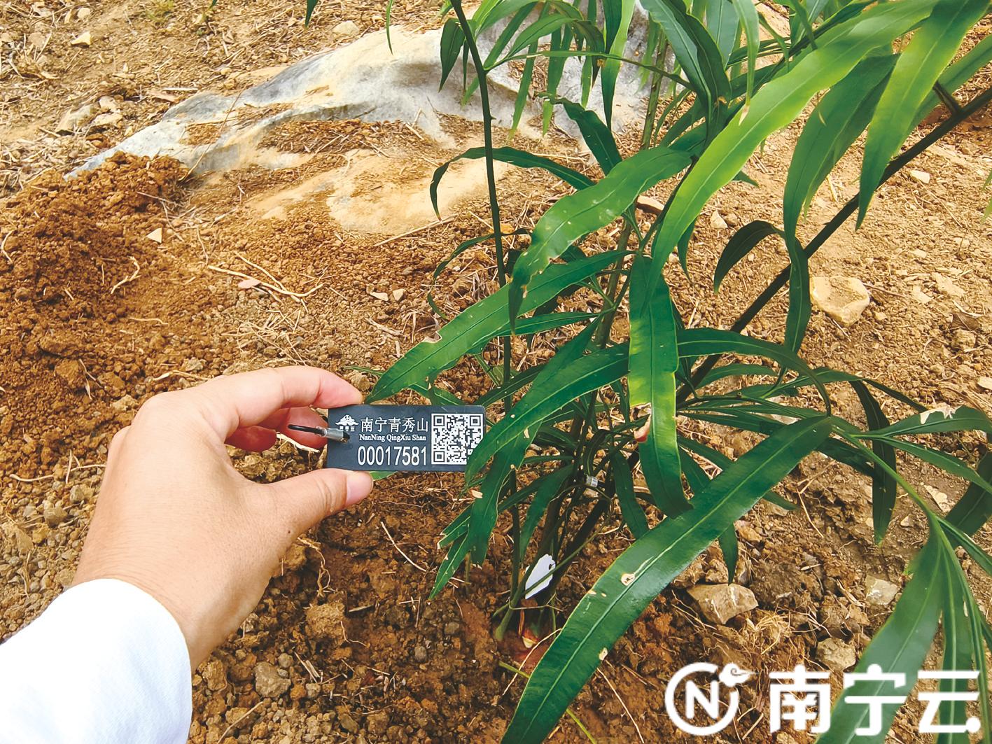 千株由南宁植物园繁育的德保苏铁首次进行石山生境野外回归