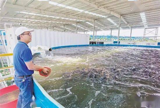 土塘罗非养殖技术大全,这个饲料加工厂的投资成本有多大