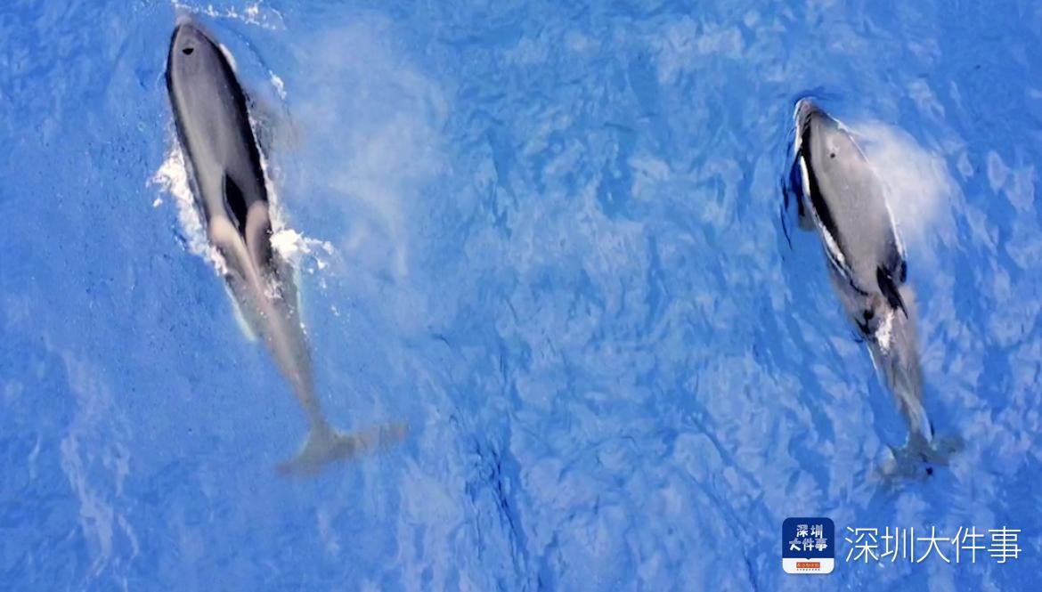 世界海洋日海豚,世界海洋日海豚守护