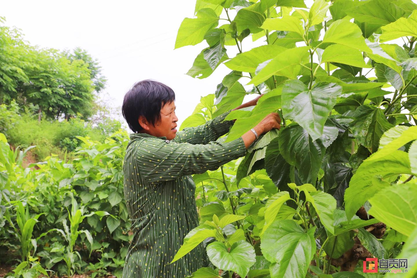 贡井区双观村：“桑田蚕语”里的致富经