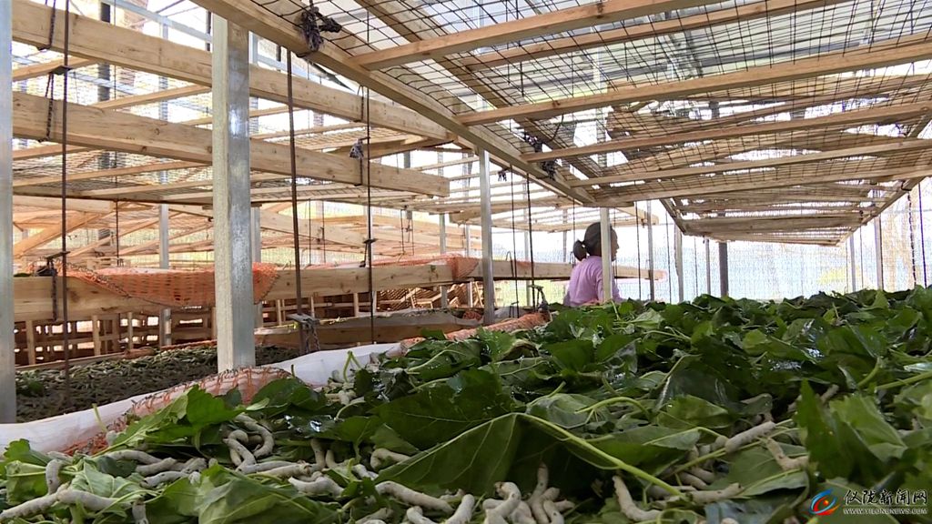 村村有特色产业户户有增收渠道,村有产业户户可增收吗