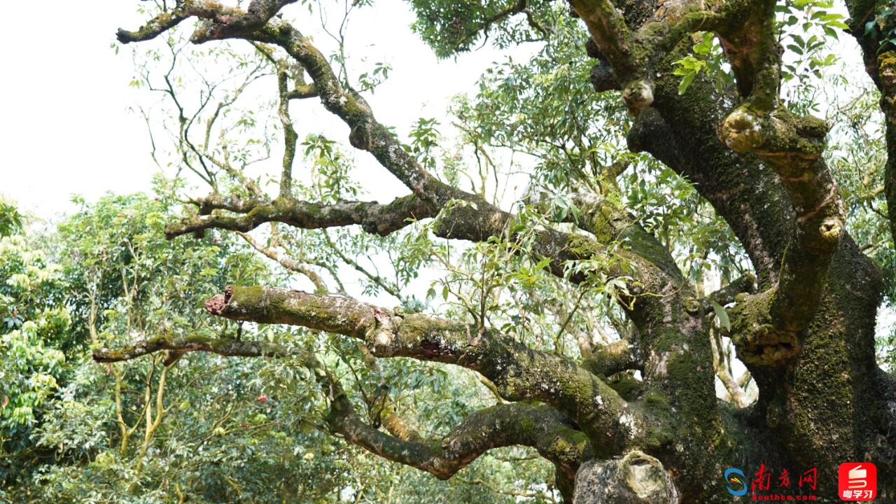 高质量发展调研行江西,高质量发展调研行引热议