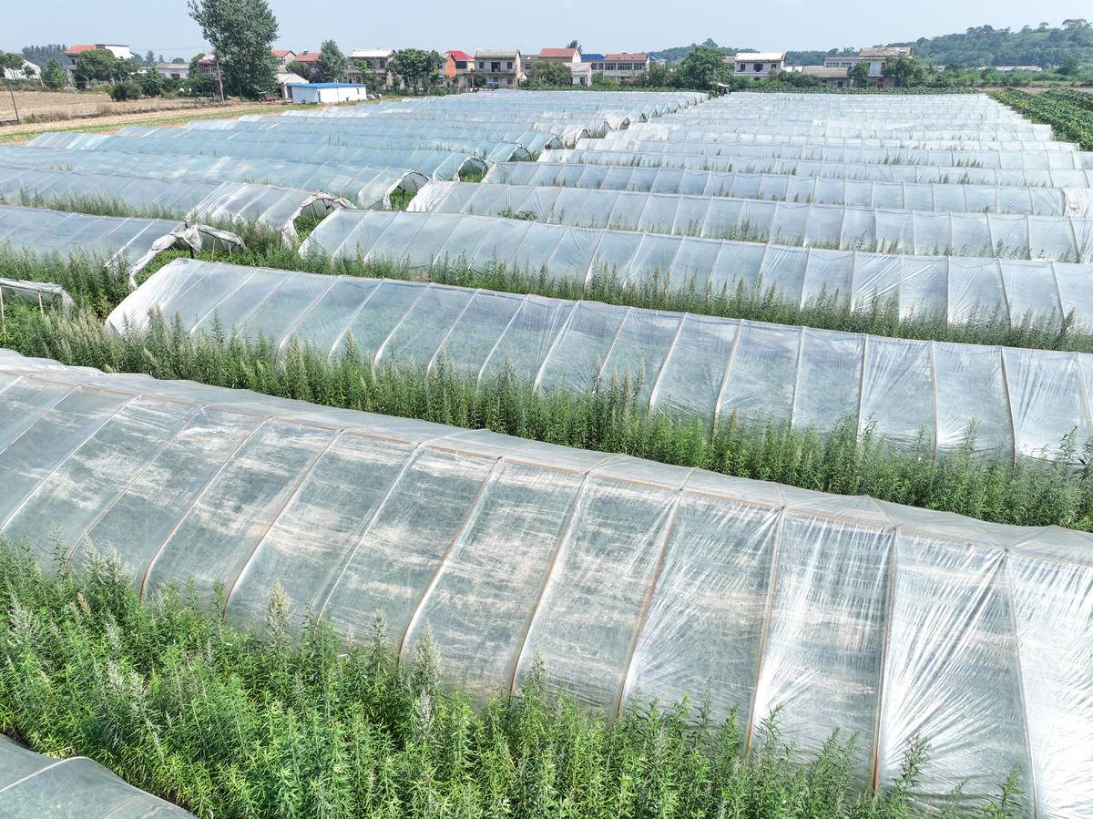 华容区*团蒲**乡，瓜瓜甜到冒泡