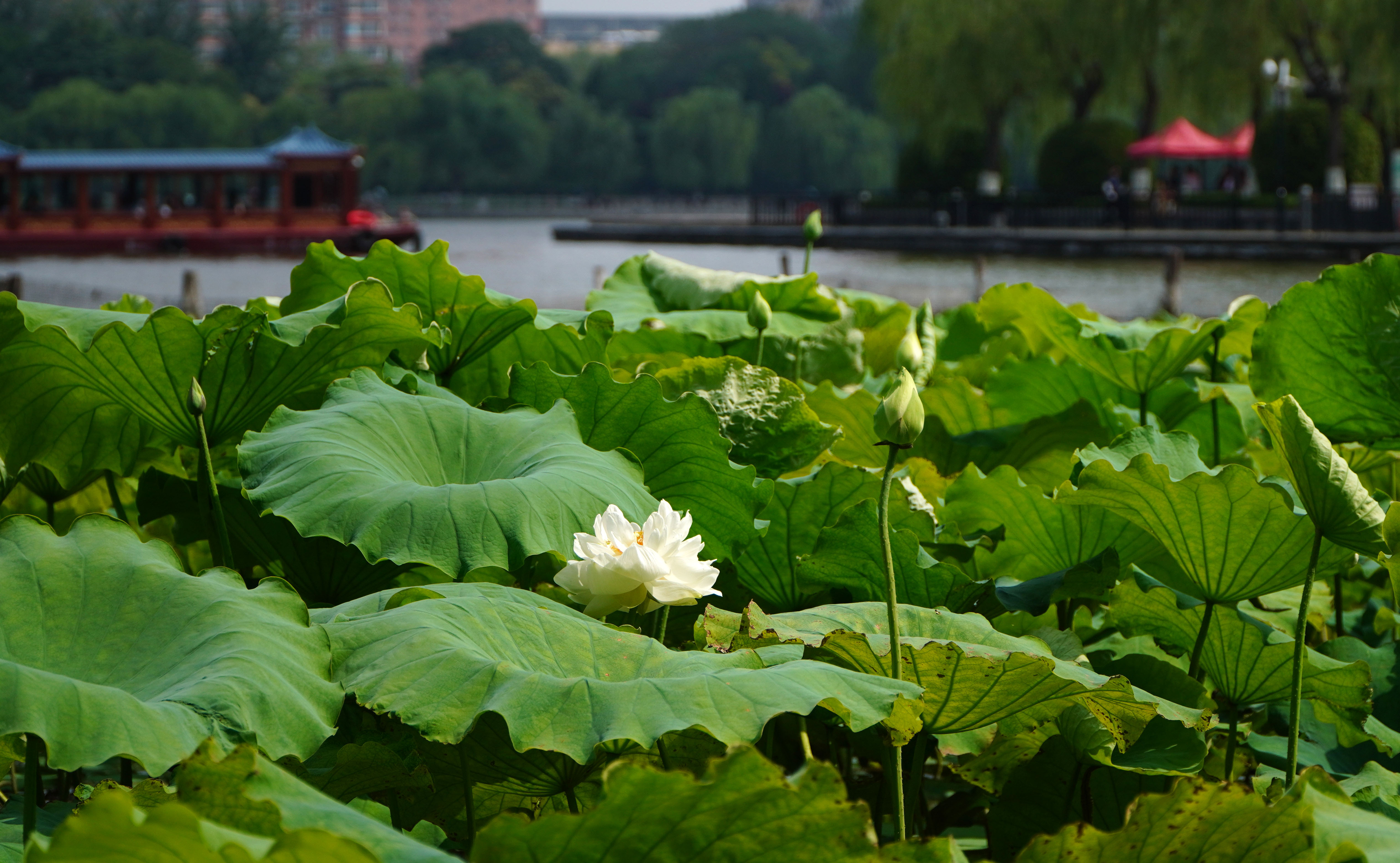 秋天济南大明湖还有荷花吗,济南大明湖荷花什么时候看最好