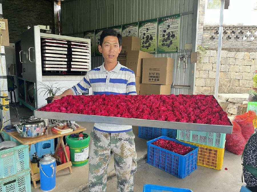 玫瑰盛开视频素材,玫瑰盛开的图片