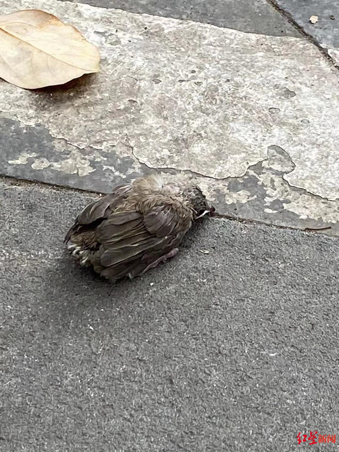 路边捡到幼鸟,捡到了幼鸟该怎么处理