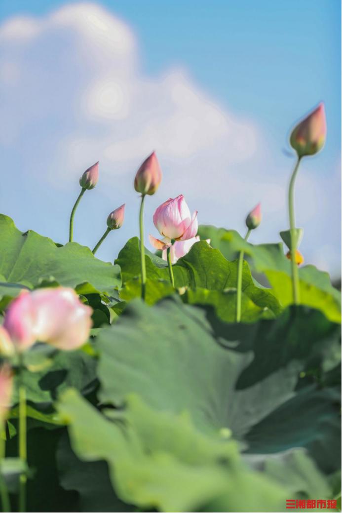 长沙赏荷,今夏绝佳赏荷之地