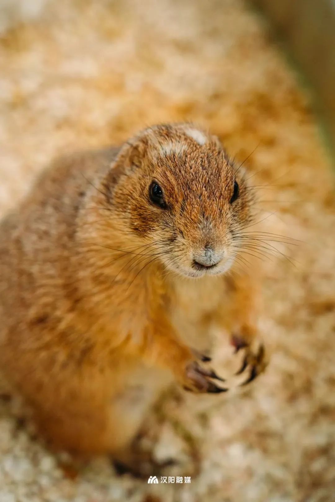 汉阳江滩儿童乐园和亲子乐园,汉阳十大免费儿童游乐园