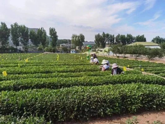 海陆空夏令营,青岛海滨夏令营