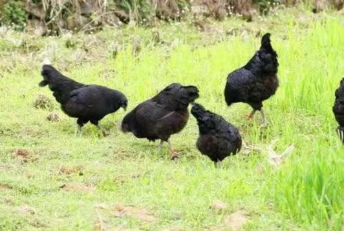 宁夏特色农产品别样美味沪上飘香,固原四方特色农产品