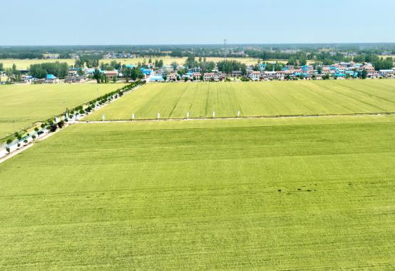 皖来一粒种豫收万担粮——安徽华成种业牵手河南省金囤种业加快推广小麦新品种华成865
