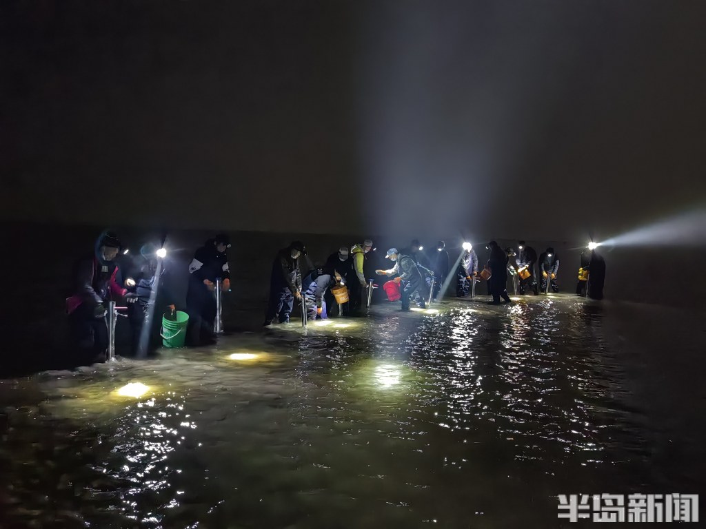 江苏海草床面积,海草床严重退化该如何修复