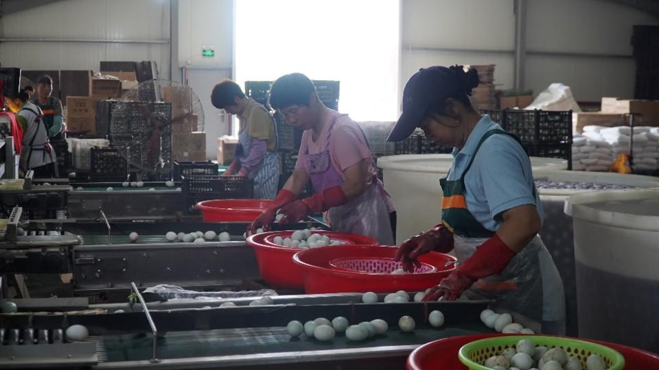 新农人付钢：大学毕业返乡创业，带领乡亲念起“鸭蛋经”