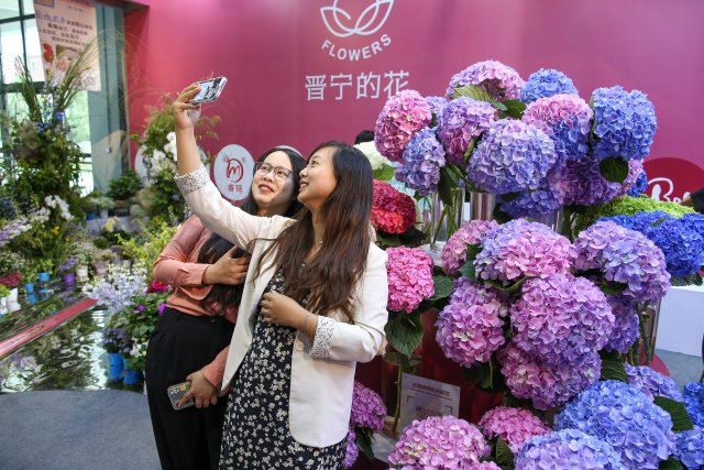 有一种叫云南的生活｜“郑和故里·云花灿烂”！2023晋宁玫瑰节启幕