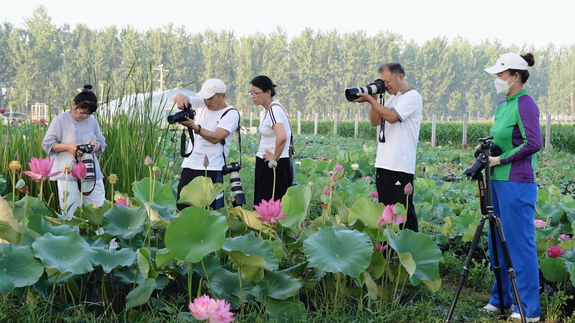 【‘荷’美与共】“荷”你相遇“莲”动盛夏