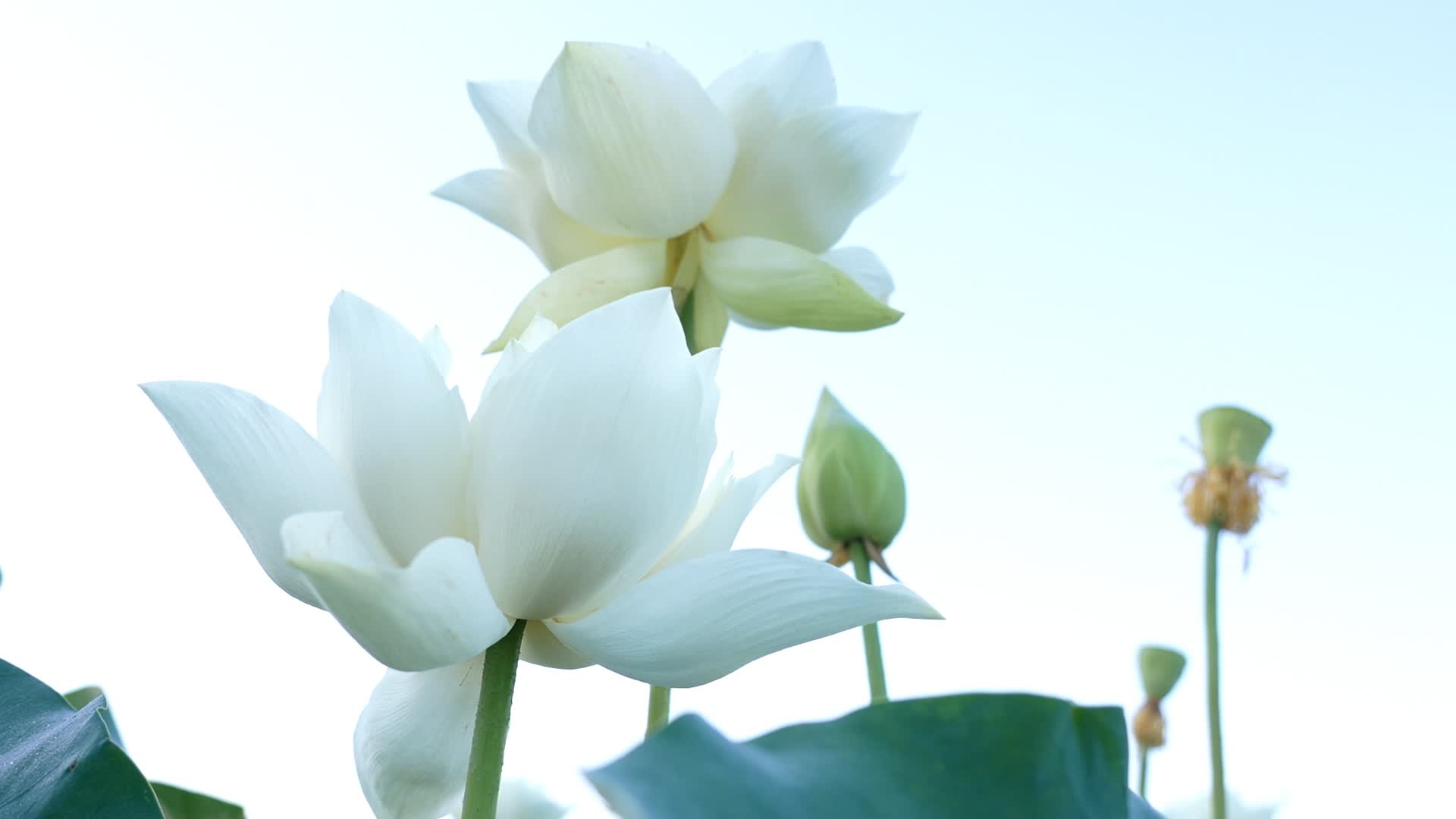 【‘荷’美与共】“荷”你相遇“莲”动盛夏