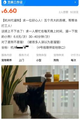 “代遛狗”成了香饽饽，有狗狗档期排到了7月中旬