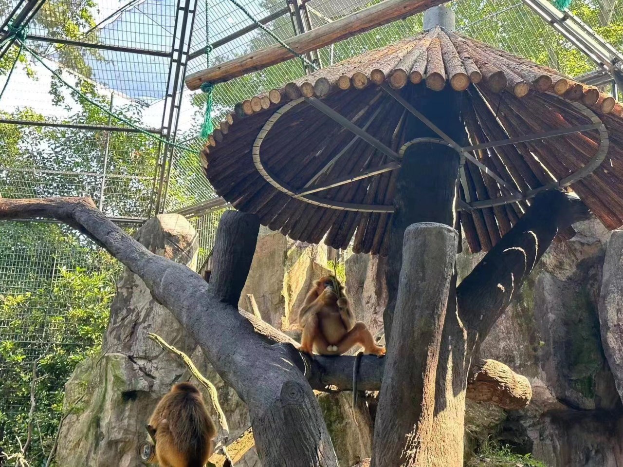 上海野生动物园夏天,夏天的上海动物园