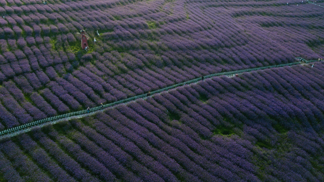 贵阳春天赏花打卡点,爽爽贵阳繁花似锦赏花季