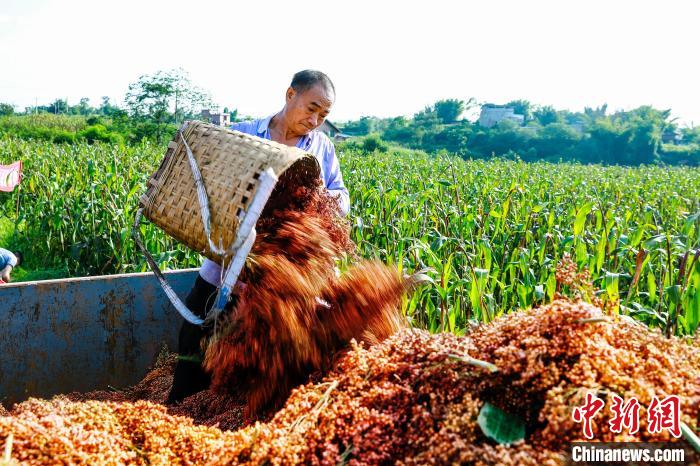 仁怀市30万亩高粱喜获丰收,渠县高粱丰收