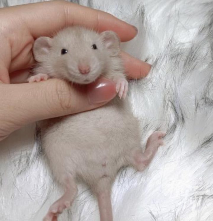 喜欢和主人互动的动物,金丝熊波妞