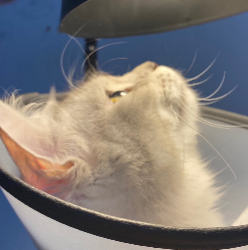 喜欢和主人互动的动物,金丝熊波妞