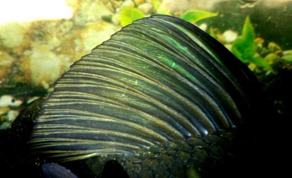 濒危动物复活,濒危到灭绝动物