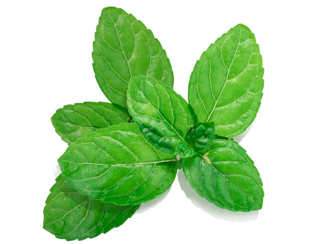 【收藏】炎炎夏日，这些茶饮能防暑解暑！