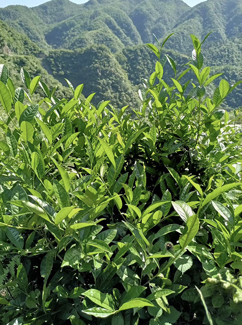 安化黑茶被央视曝光照片,安化黑茶为什么从爆火到销声匿迹