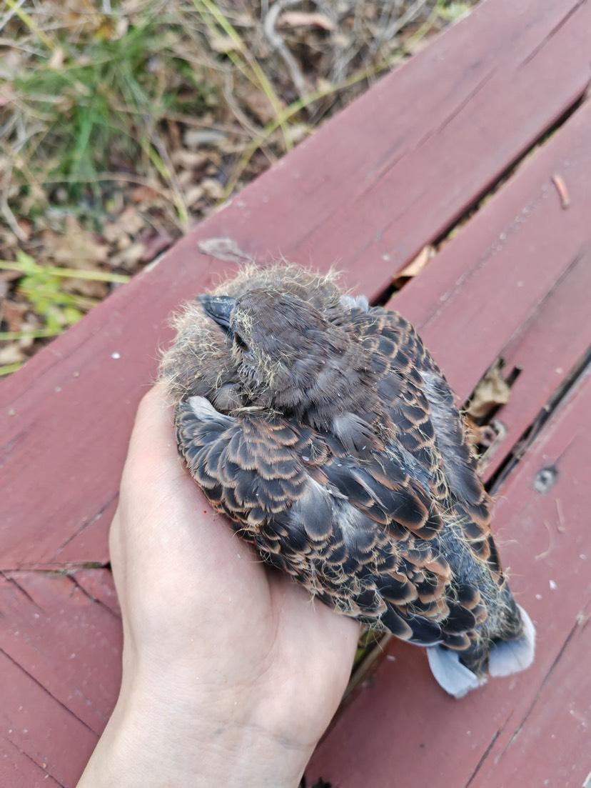 捡到受伤小鸟怎么处理,捡到野生鸟该怎么办