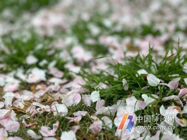 阴雨渐退下周宁波暖阳重返！杨柳飞絮期也要来了
