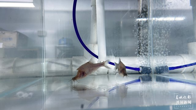 溶洞鱼没眼睛,洞穴鱼为什么会退化