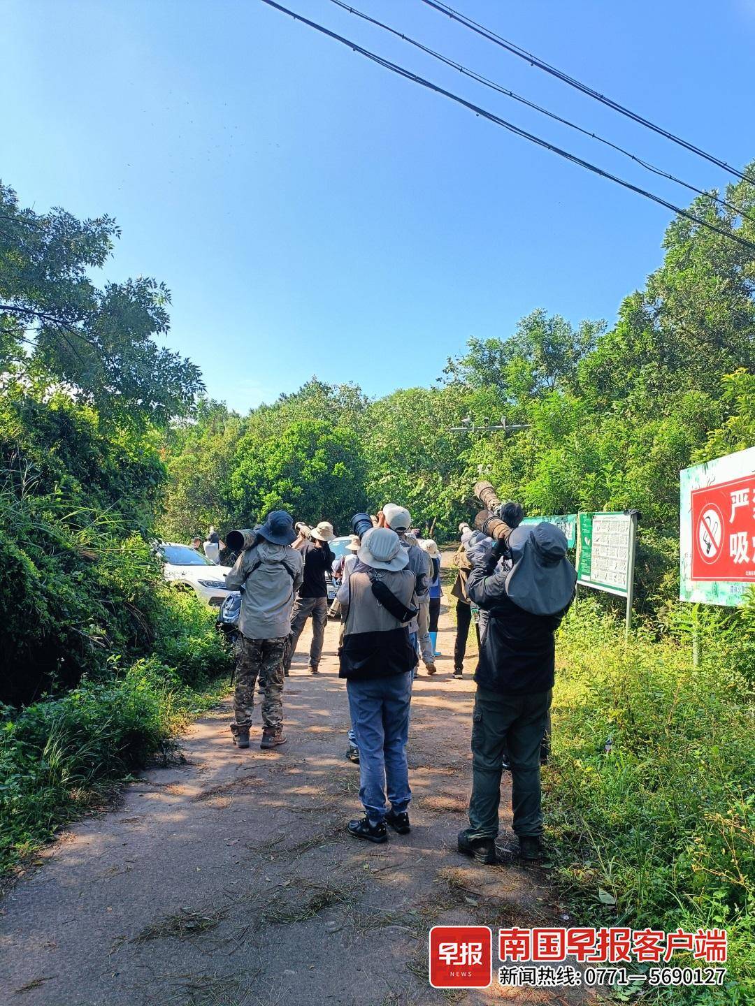 北海上空频繁出现飞机低空飞行,北海冠头岭猛禽在哪